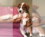 Small #1 Mutt