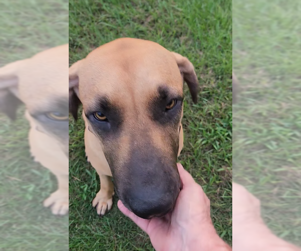 Medium Photo #3 Brazilian Mastiff Puppy For Sale in Jasper, AL, USA