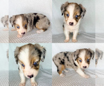 Image preview for Ad Listing. Nickname: Blue Merle male