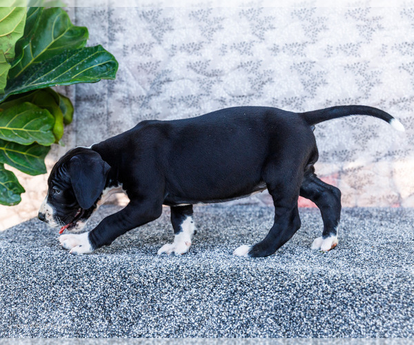 Medium Photo #44 Great Dane Puppy For Sale in WAKARUSA, IN, USA