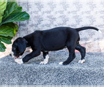Small #4 Great Dane
