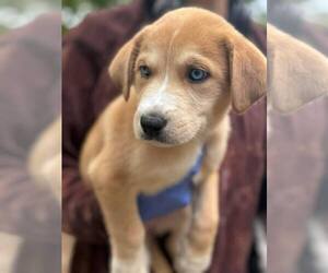 Siberian Husky-Unknown Mix Dogs for adoption in New York, NY, USA