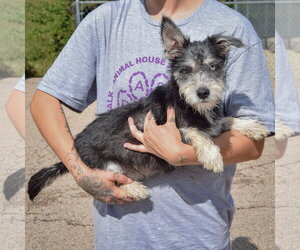 Asher - Female Mutt Dog for Adoption - Photo #2