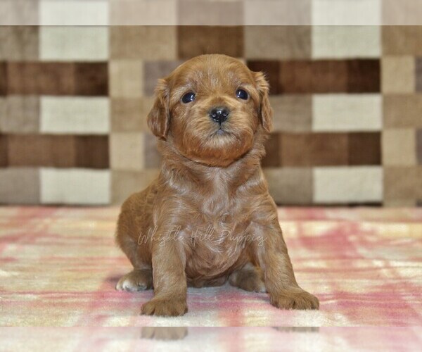 Medium Photo #2 Cavapoo (Miniature) Puppy For Sale in DENVER, PA, USA