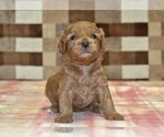 Small #1 Cavapoo (Miniature)