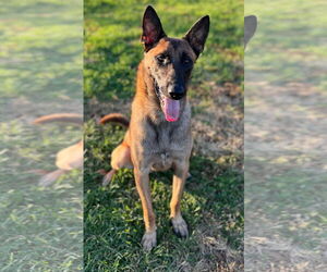 Cairo - KY - Male Mutt Dog for Adoption - Photo #4