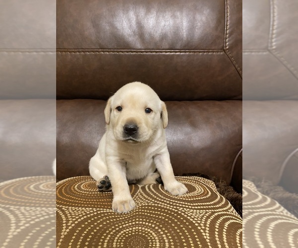 Medium Photo #5 Labrador Retriever Puppy For Sale in CLARKESVILLE, GA, USA