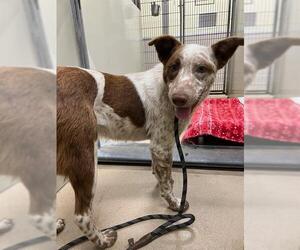 Mutt Dogs for adoption in Santa Maria, CA, USA