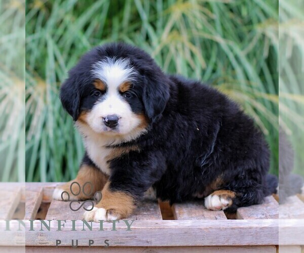 Medium Photo #4 Bernese Mountain Dog Puppy For Sale in EPHRATA, PA, USA