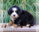 Small #3 Bernese Mountain Dog