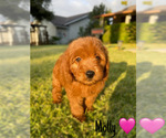 Small #13 Goldendoodle (Miniature)