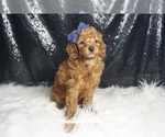 Small #3 Poodle (Toy)