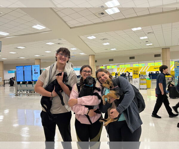 Medium Photo #3 Labrador Retriever-Unknown Mix Puppy For Sale in Sanford, FL, USA