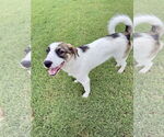Small #2 Great Pyrenees Mix