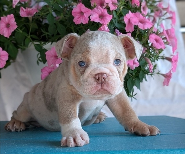 Medium Photo #5 English Bulldog Puppy For Sale in GOSHEN, IN, USA
