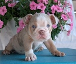 Small #4 English Bulldog