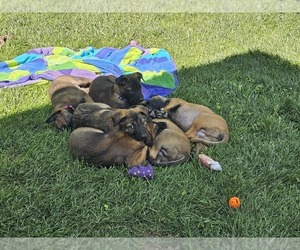 Belgian Malinois Litter for sale in PINE, CO, USA