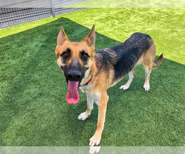 Medium Photo #1 German Shepherd Dog-Unknown Mix Puppy For Sale in Orange, CA, USA