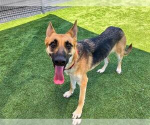 German Shepherd Dog-Unknown Mix Dogs for adoption in Orange, CA, USA