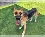 Small German Shepherd Dog Mix
