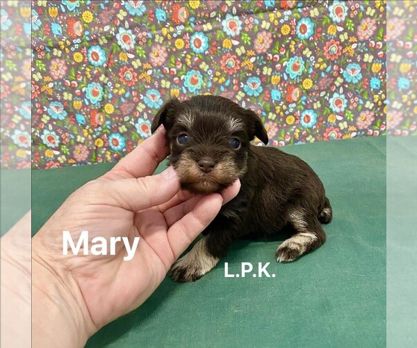 Medium Photo #1 Schnauzer (Miniature) Puppy For Sale in WINNSBORO, LA, USA