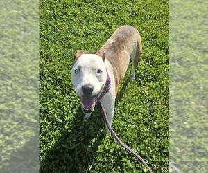 Mutt Dogs for adoption in Sacramento, CA, USA