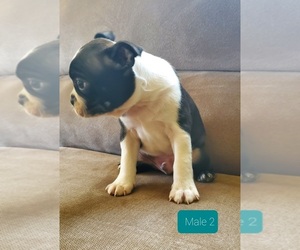 Boston Terrier Puppy for sale in TOPPENISH, WA, USA