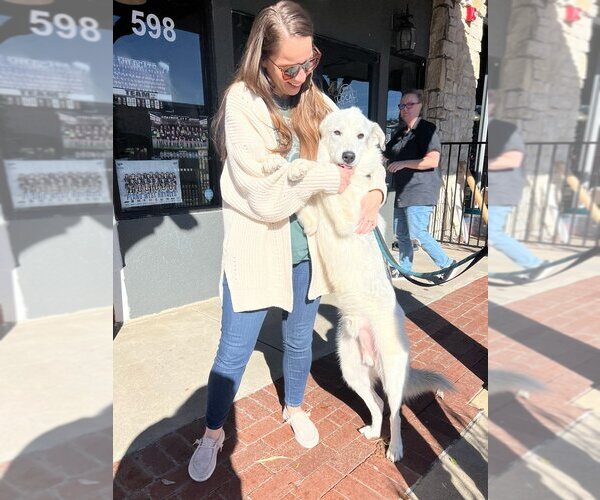 Medium Photo #3 Great Pyrenees-Unknown Mix Puppy For Sale in Flower Mound, TX, USA