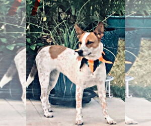 Red Heeler-Unknown Mix Dogs for adoption in The Woodlands, TX, USA