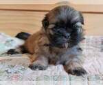 Small Photo #12 Shih Tzu Puppy For Sale in MANES, MO, USA