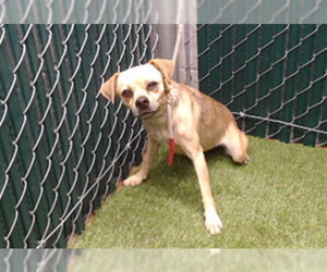 Chihuahua-Unknown Mix Dogs for adoption in Downey, CA, USA