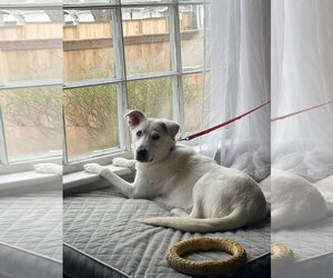 Siberian Husky-Unknown Mix Dogs for adoption in Coldwater, MI, USA