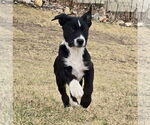 Small #5 Border Collie Mix