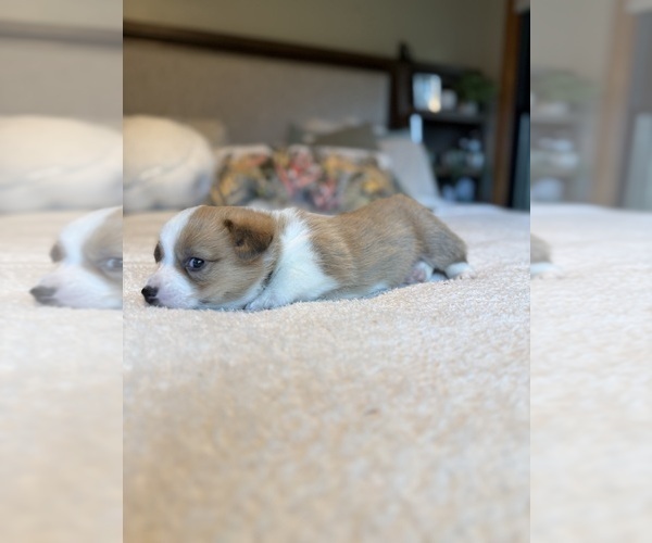 Medium Photo #8 Pembroke Welsh Corgi Puppy For Sale in GRAND RAPIDS, MI, USA