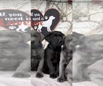Small #2 Labrador Retriever