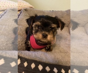 Yorkshire Terrier Puppy for sale in OAK LAWN, IL, USA