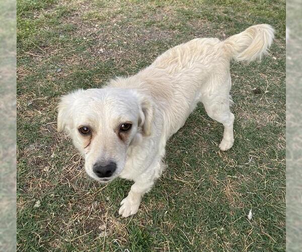 Medium Photo #2 Cavalier King Charles Spaniel Puppy For Sale in San Antonio, TX, USA