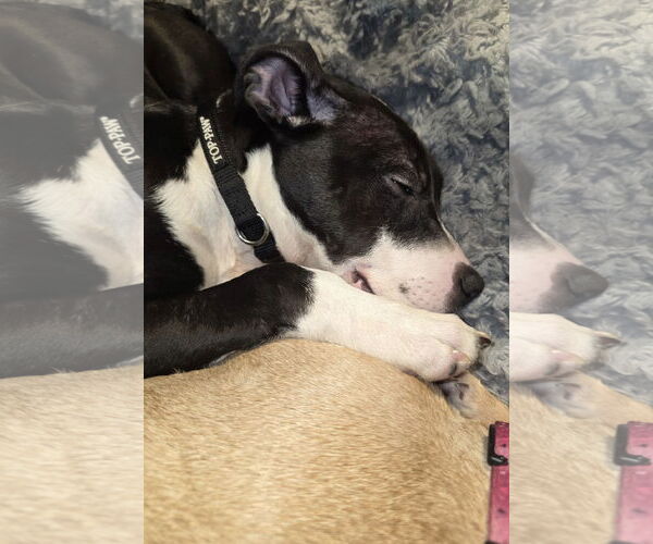 Medium Photo #3 Mutt Puppy For Sale in Princeton, MN, USA