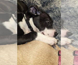 Squeak - Female Mutt Dog for Adoption - Photo #3