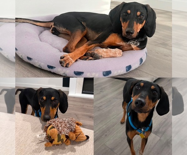 Medium Photo #3 Coonhound Puppy For Sale in Sandy, UT, USA