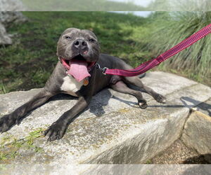 American Staffordshire Terrier Dogs for adoption in Rosenberg, TX, USA