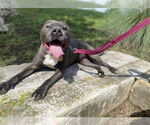 Small Photo #1 American Staffordshire Terrier Puppy For Sale in Rosenberg, TX, USA
