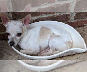 Chihuahua Puppy for sale in MARYVILLE, TN, USA