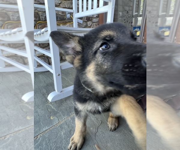 Medium Photo #2 German Shepherd Dog Puppy For Sale in ALEXANDRIA, VA, USA