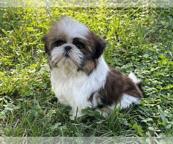 Medium Photo #5 Shih Tzu Puppy For Sale in SYRACUSE, IN, USA