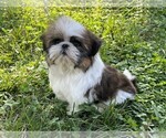 Small #4 Shih Tzu