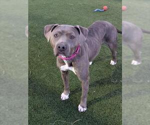 Mutt Dogs for adoption in Las Vegas, NV, USA