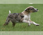 Small #9 Mutt