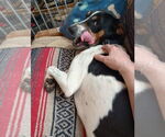 Small #13 Border-Aussie