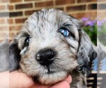 Small #3 Aussiedoodle